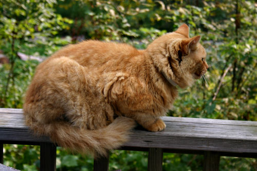 Can you compose a cat? Can you compose a cat?