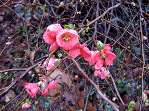 Flowers in January in New York Flowers in January in New York