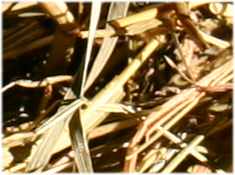 Hay in the Barn (Detail)