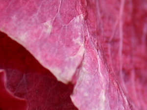 Hollyhock (Detail)