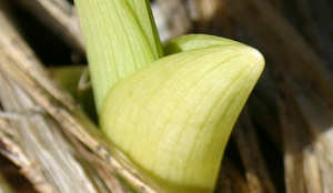 Lilies Poke (Detail)