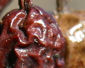 Rosehips (Detail)