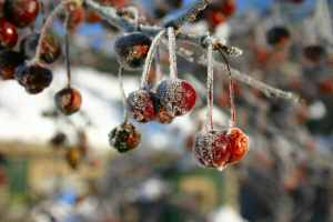 Crabapples in Frost