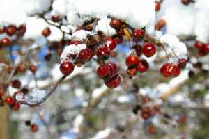 Crabapples in Snow