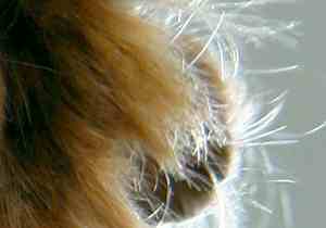 Mother (Detail)