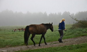 Leading the Horse