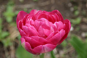 Fancy Tulip