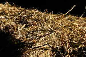 Hay in the Barn