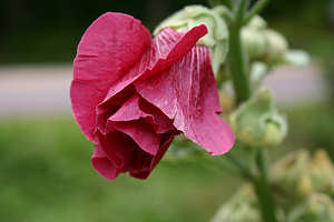 Hollyhock
