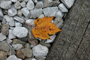 Leaf, Stone, Tracks