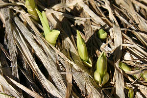 Lilies Poke