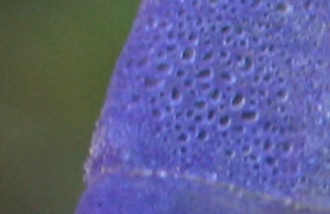 Frozen Morning Glory (Detail)