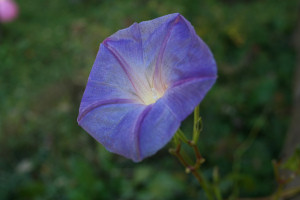 Frozen Morning Glory
