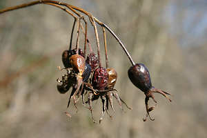 Rosehips