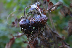 Shriveled Rose Hips