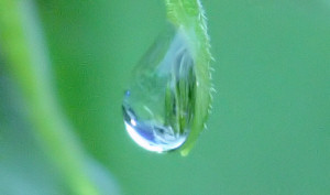 Weeping Ash (Detail)
