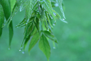 Weeping Ash