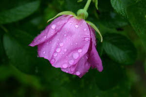 Weeping Rose