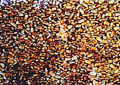 Corn Window