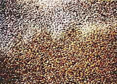 Grain Window