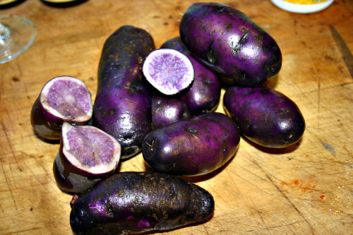 First harvest of blue potatoes
