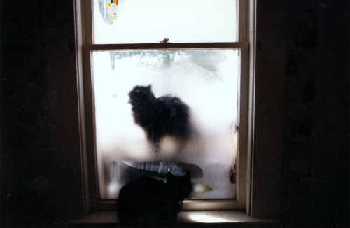 Cat in the cold window
