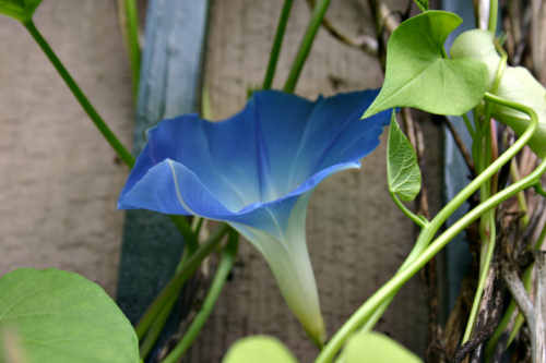 One of the season's first morning glories