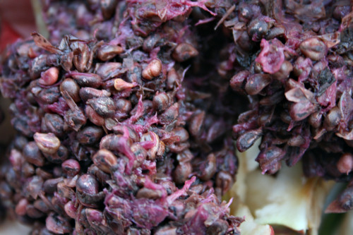Crushed grapes and remaining seeds