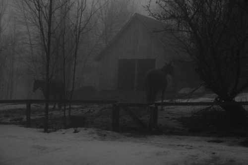 Horses in mist