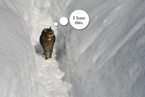 How Gesualdo feels about snow