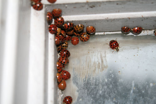 Ladybirds cluster inside