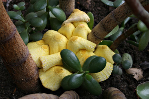 Mushrooms growing in jade plant