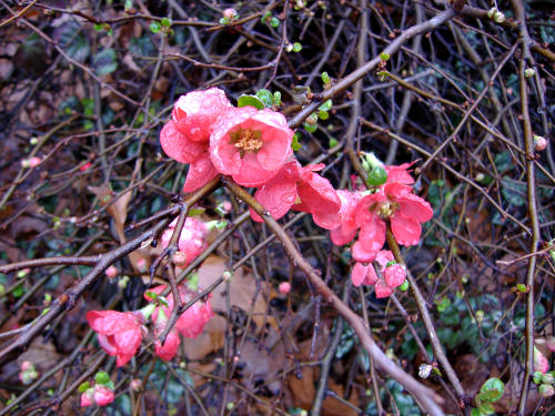 Flowers in January in New York