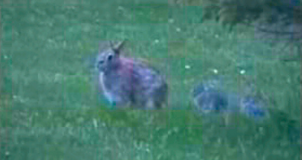 Nine Rabbits video