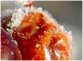 Crabapples in Frost (Detail)