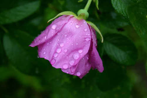 It rained today on the roses