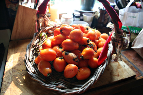 One of four baskets of tomatoes so far