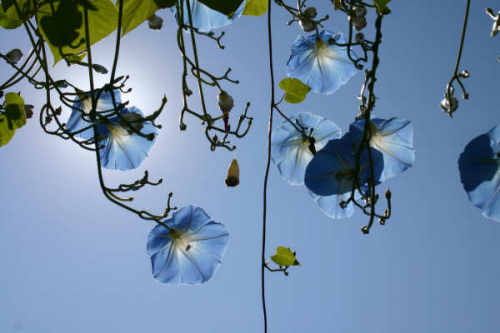 Looking up at morning glories from the front door