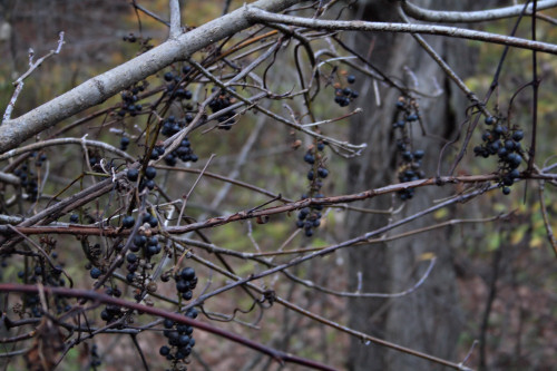 Wild grapes waiting for picking