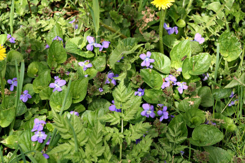 Gardens 2008: Wild violets 1