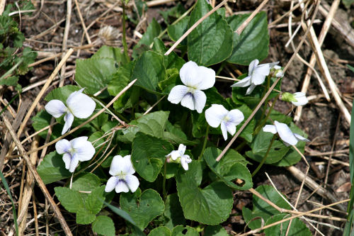 Gardens 2008: Wild violets 2