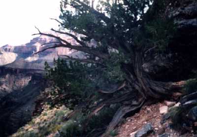 An Old Tree