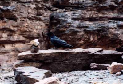The Raven