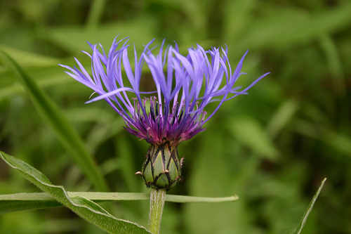 A blue flower blooms. What is it called?