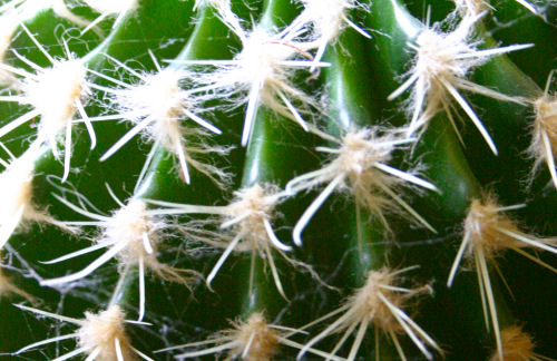 Cactus as fractal title=
