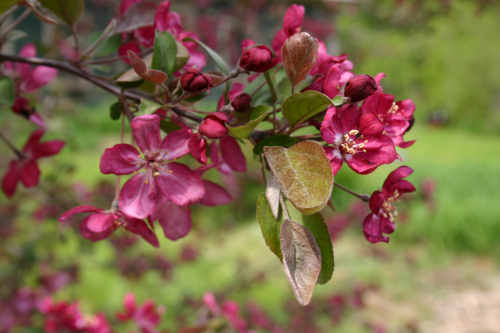 The crabapple reminds me that winter is over and life returns