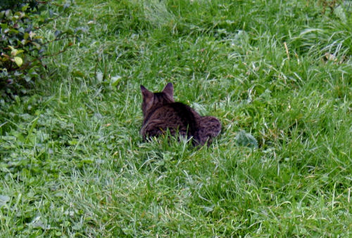 Gesualdo crouches into invisibility