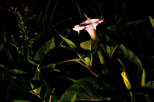 Datura at night