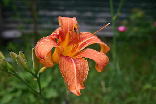 The first day lily of the year