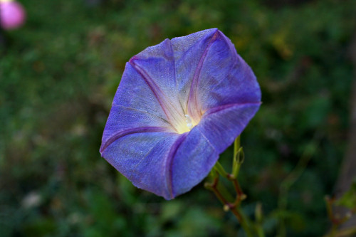 The last morning glories of the year bloomed and froze The last morning glories of the year bloomed and froze